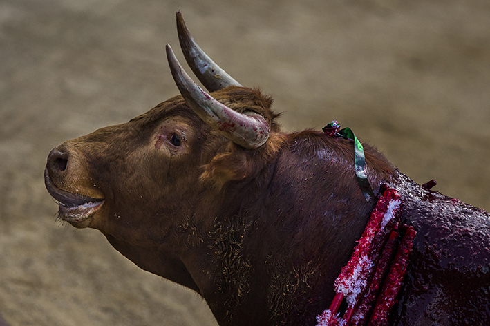 En del av EUs jordbruksstöd går till tjurfäktning i Spanien. Foto: AP/TT