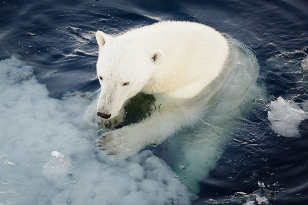 SVALBARD  20150810. Isbjørnen er sårbare for klimaendringene i Arktis, men forskere som registrerer isbjørn på Svalbard konstaterer at dyrene synes å være i god form. Foto: Nick Cobbing / Norsk Polarinstitutt / NTB scanpix / TT / kod  20520