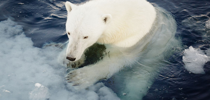 SVALBARD  20150810.
Isbjørnen er sårbare for klimaendringene i Arktis, men forskere som registrerer isbjørn på Svalbard konstaterer at dyrene synes å være i god form.
Foto: Nick Cobbing / Norsk Polarinstitutt / NTB scanpix / TT / kod  20520