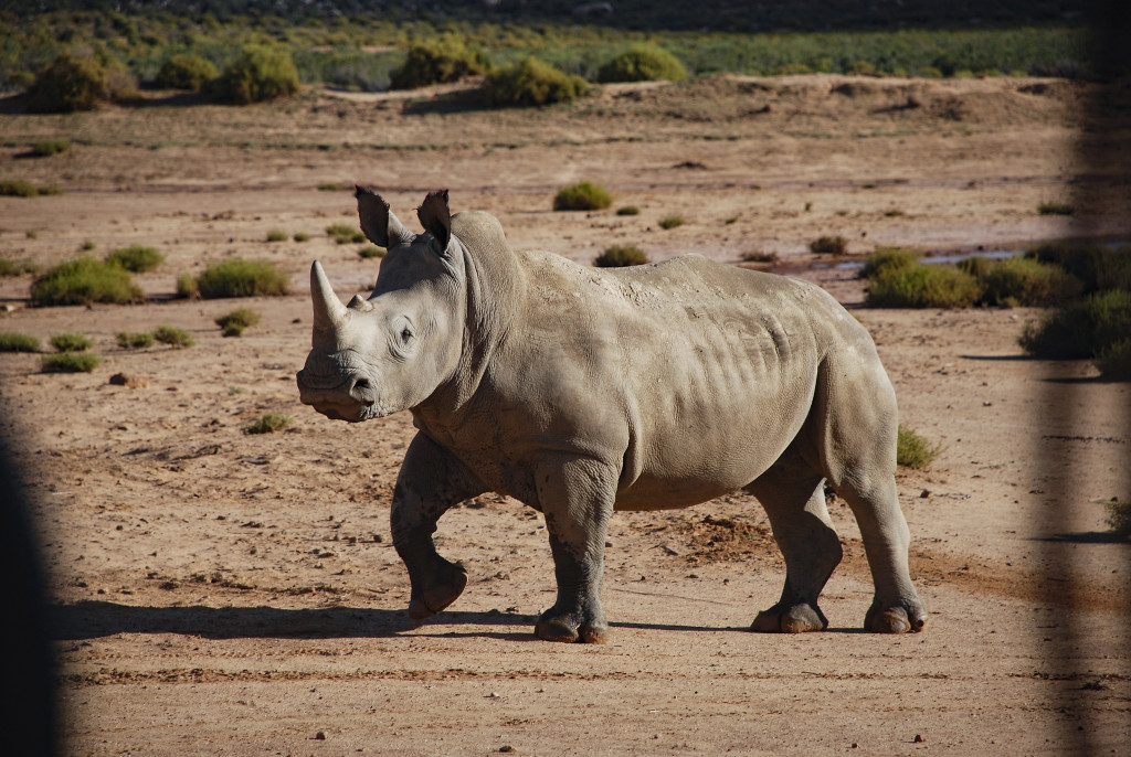 Utrotningshotad. En noshörning dödas var sjätte timme för sitt horn och tjuvjakten bara fortsätter att öka. Foto: Sebastian van Baalen