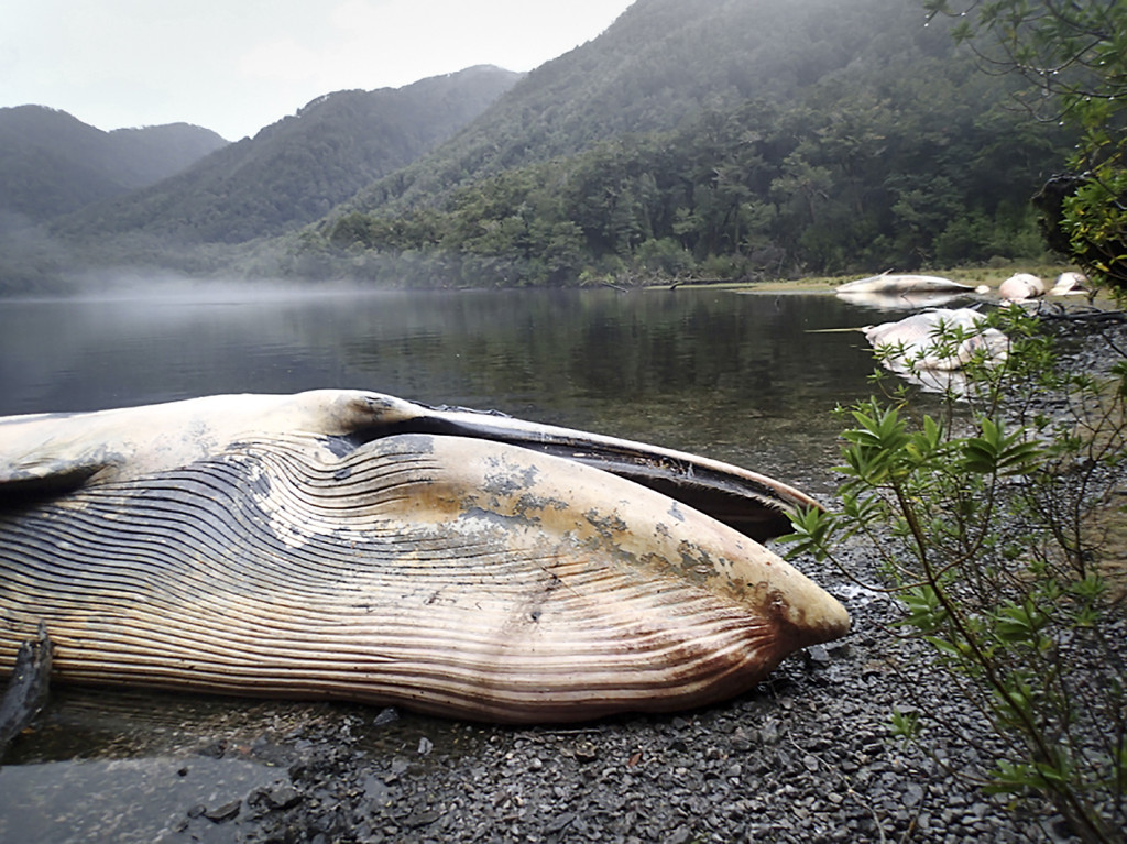 Kusten vid Caleta Buena i södra Chile blev gravplats för 337 sejvalar förra våren. Enligt forskarna är det en av de största kända händelserna med strandade valar. Foto: Vreni Haussermann/Huinay Scientific Center via AP/TT.
