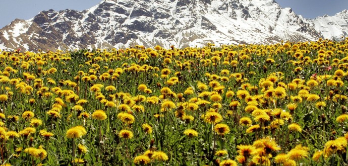 Alperna i Schweiz. Foto: AP Photo/Keystone/Jakob Menolfi/TT.