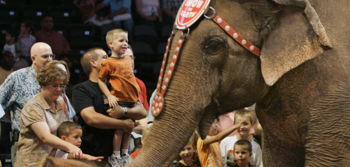 Ett arkivfoto på en elefant på en cirkus i Oklahoma City i USA. Cirkusen bestämde senare att inte längre ha vilda djur i sina shower. Foto: AP Photo/TT.