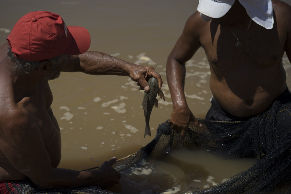 Fiskare försöker rädda något av livet i floden Doce i Brasilien, efter ett enormt järnavfallsutsläpp efter en dammolycka. Foto:Leo Correa/AP/TT.