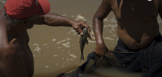 Fiskare försöker rädda något av livet i floden Doce i Brasilien, efter ett enormt järnavfallsutsläpp efter en dammolycka. Foto:Leo Correa/AP/TT.