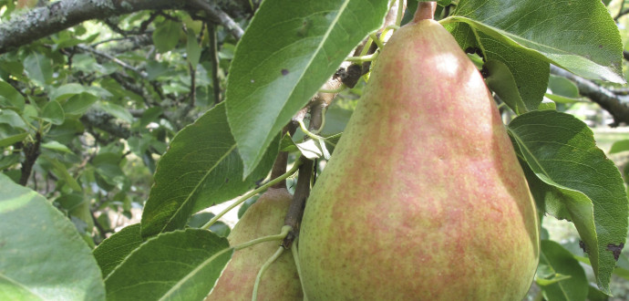 När äpplena blir dyrare betyder det att vi ska äta päron, skriver Harald Enoksson. Foto: Dean Foswick/AP/TT.