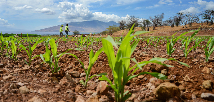 Av de nio grödor som står till kö för att få odlingsbesked i EU är fyra bekämpningsmedelståliga och fem står emot skadedjur. Foto: TT/AP Photo/The Maui News/Matthew Thayer.