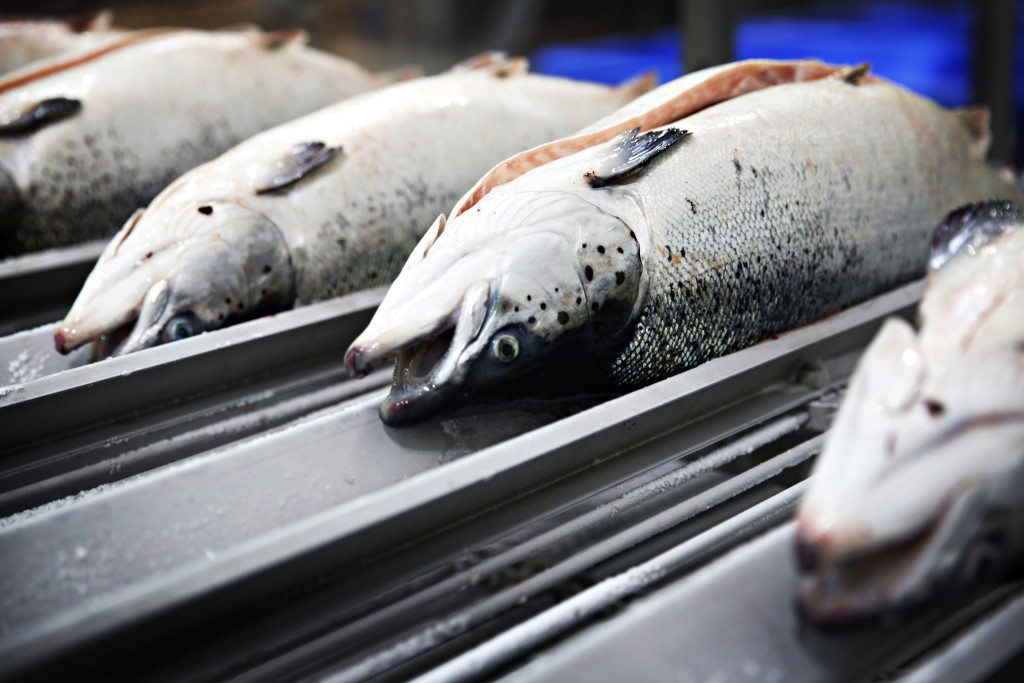 Utan fiskesubventioner skulle utfiskningen minska, skriver Mattias Svensson. Foto: Marte Christensen/TT