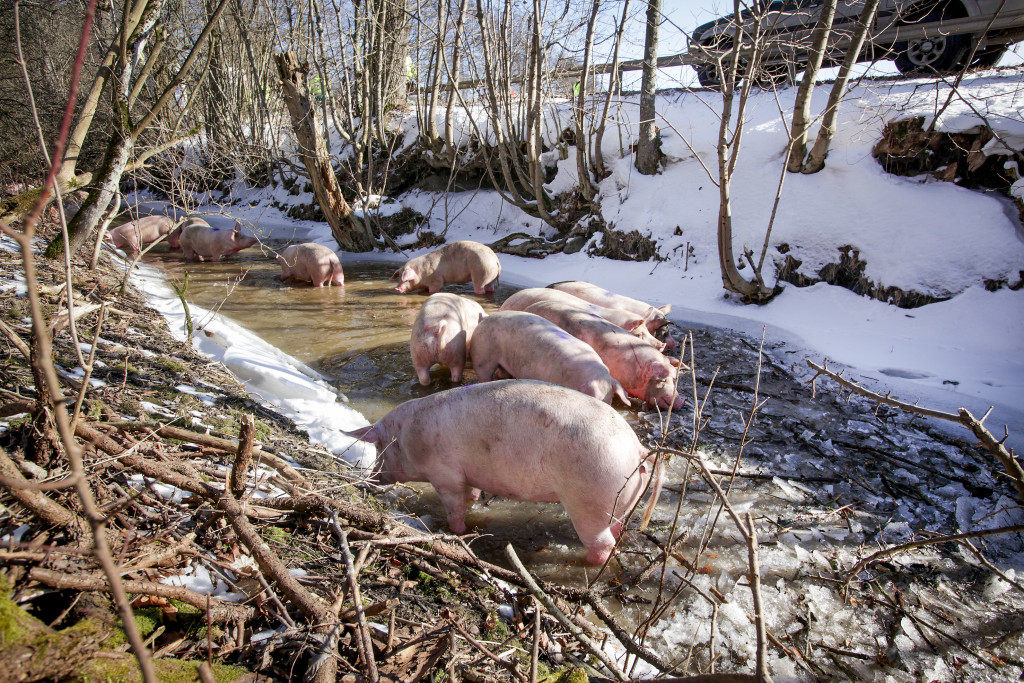 En lastbil full med grisar har vält på väg till slakteriet, och för första och sista gången får grisarna en stunds frihet.  Foto: Stig-Åke Jönsson/TT.