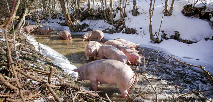 En lastbil full med grisar har vält på väg till slakteriet, och för första och sista gången får grisarna en stunds frihet.  Foto: Stig-Åke Jönsson/TT.