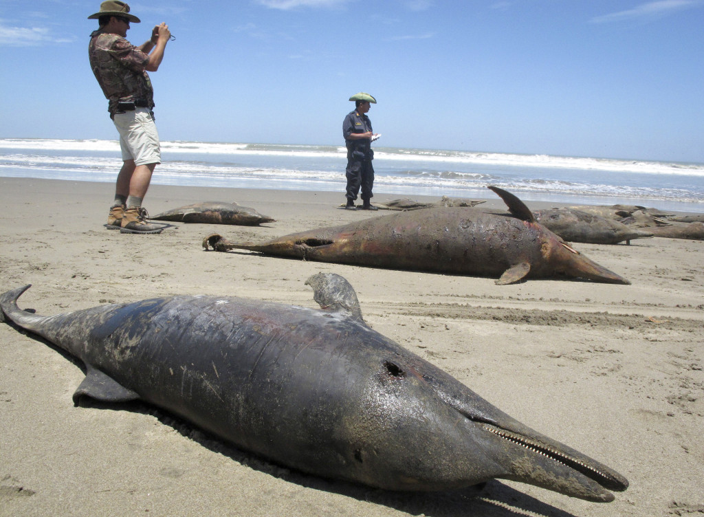 År 2012 dog tusentals delfiner längs Perus kust. Orsaken var sannolikt svält. Foto: Nestor Salvatierra/AP Photo/TT.