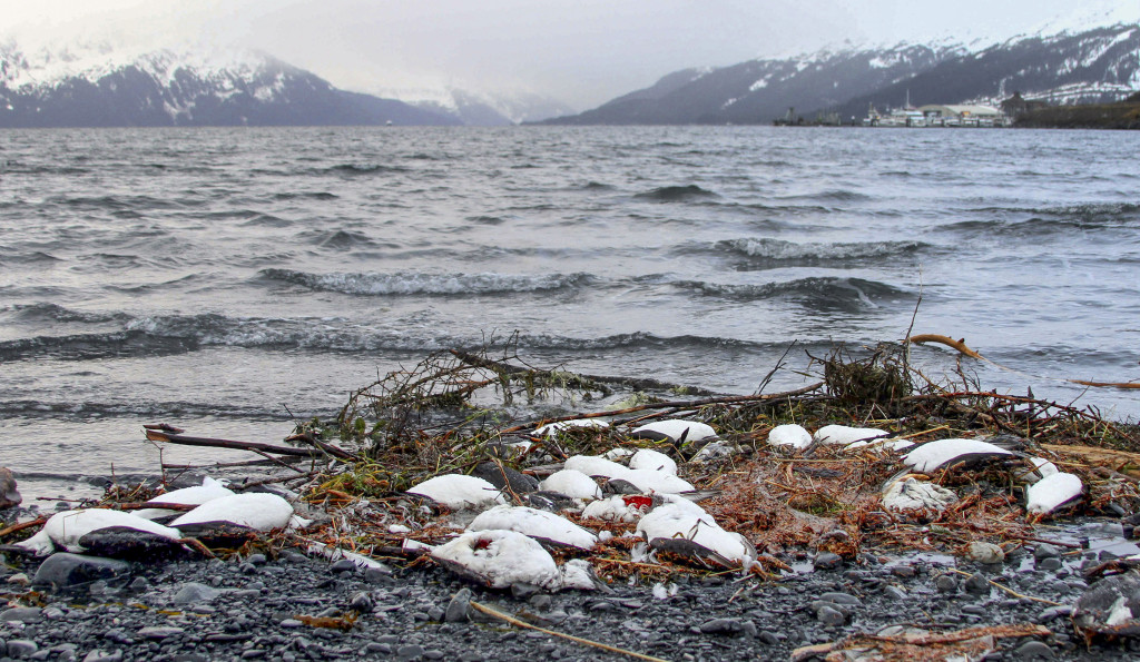 Myndigheterna i Alaska efterfrågar mer forskning om vad som kan ha orsakat att tusentals sillgrisslor har hittats döda på stränderna under de senaste månaderna. Foto: Mark Thiessen/AP Photo/TT.