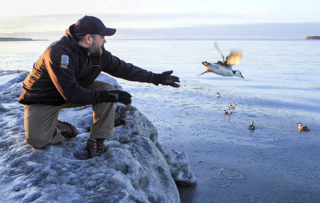 I Alaskas huvudstad Anchorage har Bird Treatment and Learning Center behandlat och släppt ut hundratals sillgrisslor som hittats utmärglade av svält. Foto: Dan Joling/AP Photo/TT.