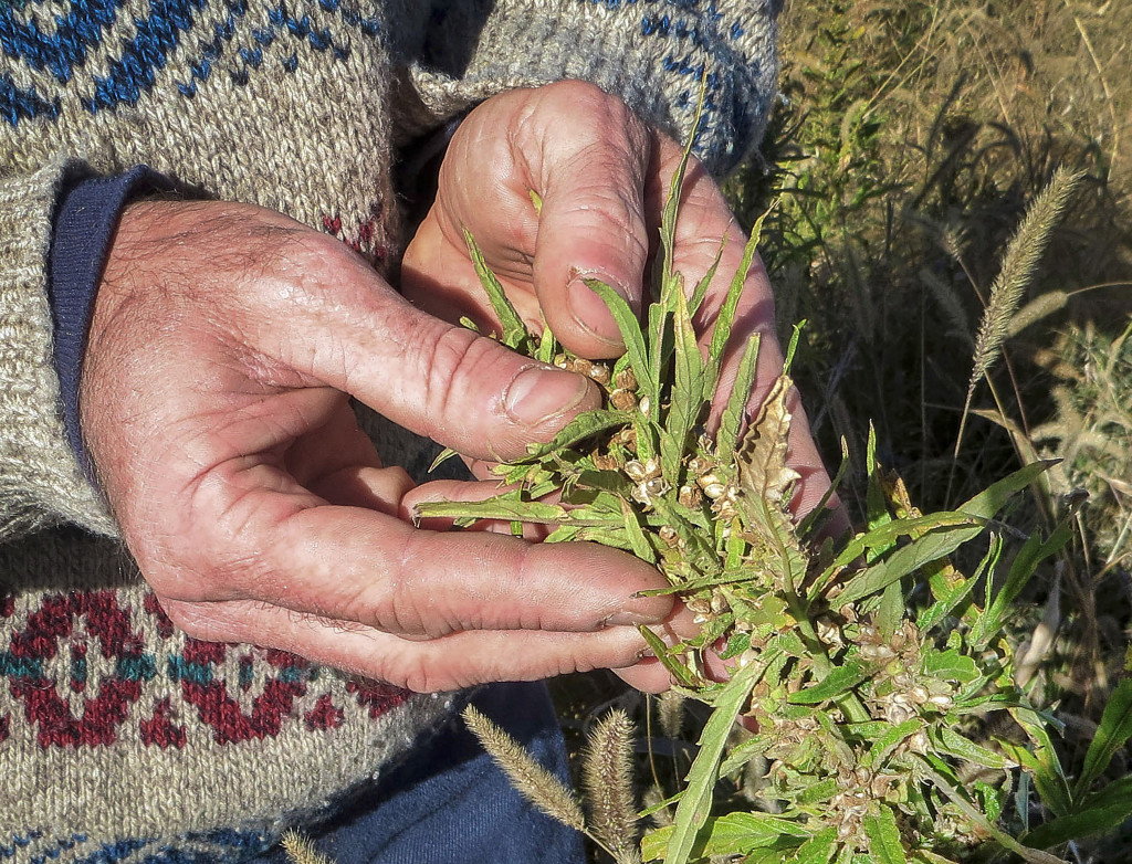 Varför slutade man odla hampa i USA egentligen? Berodde det på den nya marijuanalagen eller på att nylon blev mer populärt? Meningarna går isär. Foto: Kristen Wyatt/AP/TT.