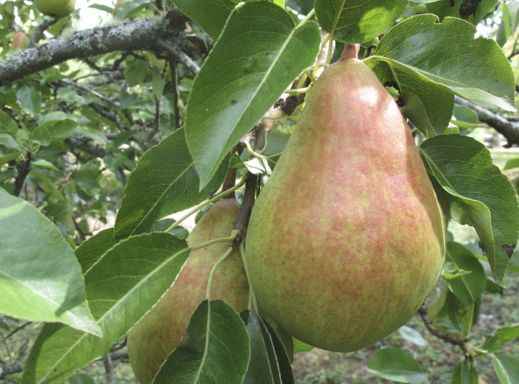 När äpplena blir dyrare betyder det att vi ska äta päron, skriver Harald Enoksson. Foto: Dean Foswick/AP/TT.