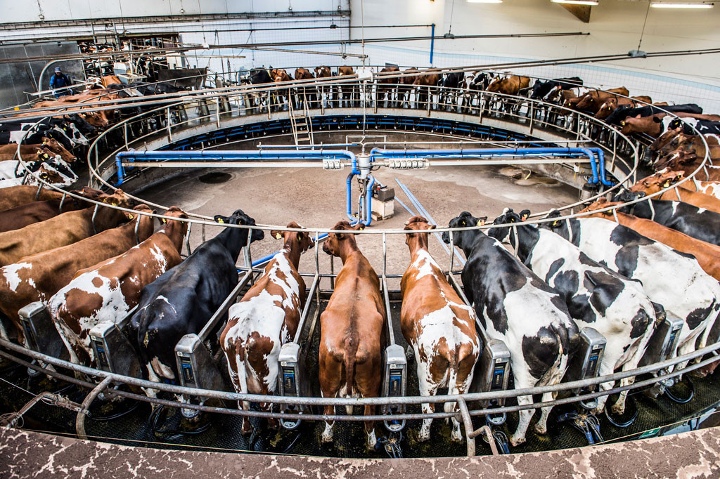 Stordrift. Kor i en mjölkkarusell hos Vadsbo Mjölk AB, en hypermodern anläggning med över tusen mjölkkor som producerar ekologisk mjölk. Foto: Lars Pehrson/ TT.