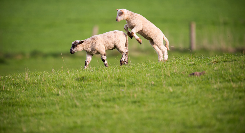 Glada lamm kan symbolisera våren och ljuset som kommer tillbaka, lika väl som den gamla historien i Torahn. Foto: Morguefile