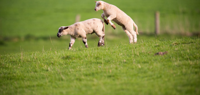 Glada lamm kan 
symbolisera våren och ljuset som kommer tillbaka, lika väl som den gamla historien i Torahn. Foto: Morguefile