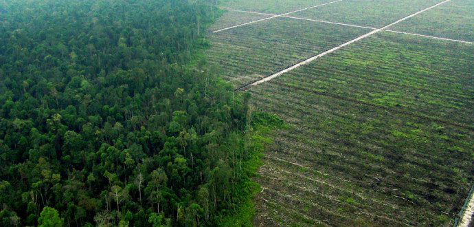 Palmoljebolag har ödelagt skog och torvmarker i Indonesien som förberedelse för att plantera oljepalmer. Avskogningen utgör ungefär en femtedel av de globala växthusgasutsläppen. Foto: Chedar Anderson/Greenpeace/TT.